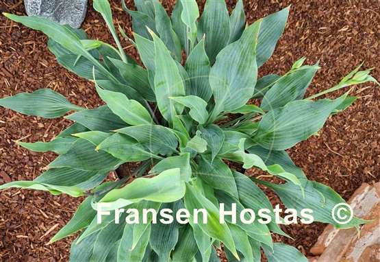 Hosta Silver Wedding